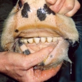 Nekrobakterioza goveda: liječenje i prevencija