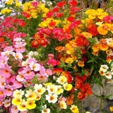 Nemezija: uzgoj iz sjemena kod kuće