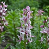 Gorući grm (jasen): fotografija i opis otrovne biljke, uzgoj