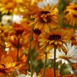 Nepretenciozne jednogodišnje biljke koje cvjetaju cijelo ljeto: fot...