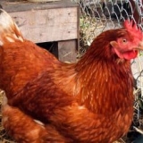 Koke nosilje: koke nosilje, jajne rase koka