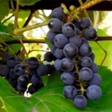 Nepokrivene sorte grožđa