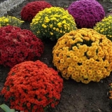 Nisko rastuće višegodišnje krizanteme: opis, sadnja i njega, fotografija