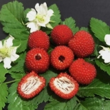 Norveška malina: recenzije, sadnja i njega