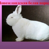 Novozelandski bijeli zec - opis nzb pasmine