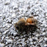 Nozemna bolest pčela