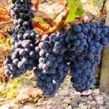 Opis i karakteristike sorte merlot