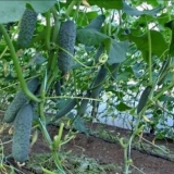 O krastavcima i paradajzu u jednom plasteniku