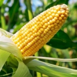 Tretiranje kukuruza herbicidima