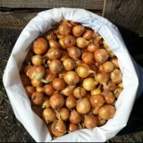 Obrada luka brezovim katranom prije sadnje