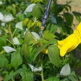 Prerada maline u proleće od bolesti i štetočina