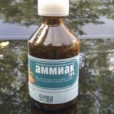 Tretiranje lisnih uši amonijakom - na ružama i ribizlima