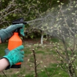 Prerada trešanja u proleće od bolesti i štetočina