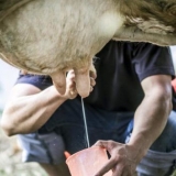 Proizvodnja mlijeka kod krava