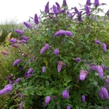 Orezivanje pupoljaka za zimu