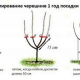 Obrezivanje trešanja