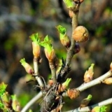 Rezidba crnog ribizla u proljeće