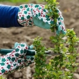 Rezidba i prihrana prilikom rezidbe ogrozda u jesen