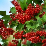 Orezivanje viburnuma i formiranje grma