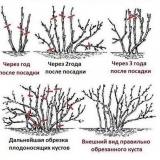 Rezidba crvene ribizle u proljeće