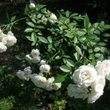 Orezivanje ruža penjačica za zimu