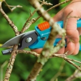 Orezivanje morske krkavine u proljeće