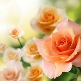 Orezivanje ruža ljeti tokom cvatnje