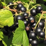 Rezidba ribizle u proleće