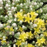 Stonecrop caustic: opis, sorte, sadnja i njega, reprodukcija