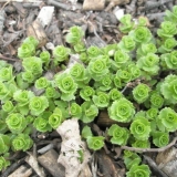 Stonecrop puzanje (puzanje): fotografija, sadnja i njega