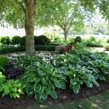 Jednogodišnje biljke u hladu koje cvjetaju cijelo ljeto