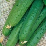 Krastavci za centralnu rusiju za otvoreno tlo