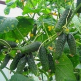 Porodica prilagođena krastavcima