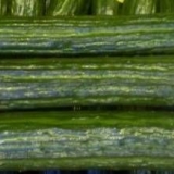 Krastavci holandske selekcije za otvoreno tlo