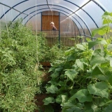 Krastavci i paradajz u istom plasteniku