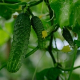 Praški krastavci s limunom i limunskom kiselinom za zimu: recepti, ...