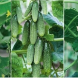 Samooplodni krastavci: 7 najboljih sorti za otvoreno tlo