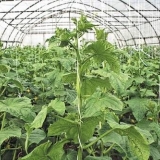 Krastavci u stakleniku: formiranje grma, shema