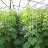 Krastavci u stakleniku od polikarbonata, hranjenje i njega