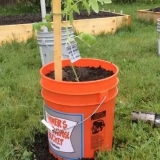 Krastavci u kanti: uzgoj