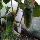 Krastavci smiješni patuljci: opis i karakteristike sorte