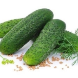 Krastavac adam f1: opis, recenzije