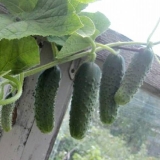 Umjetnik krastavaca f1