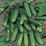 Uzgajivač krastavaca f1