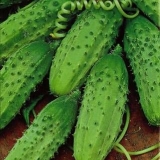 Takmičar u krastavcima