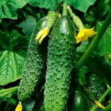 Masha cucumber