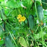 Krastavac mrav f1: recenzije + fotografije