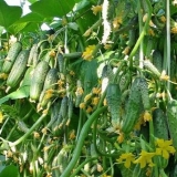 Sibirski vijenac krastavaca: opis sorte, uzgoj i formiranje