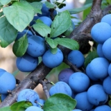 Trnove masline kod kuće za zimu