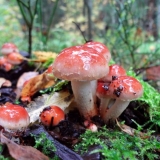 Lažni cigleno-crveni agarik (ciglano-crveni lažni agarik): fotografija i opis